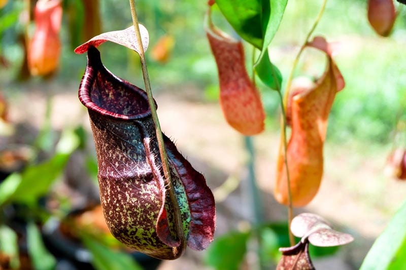 Kantong Semar (Nepenthes pitcher plant)